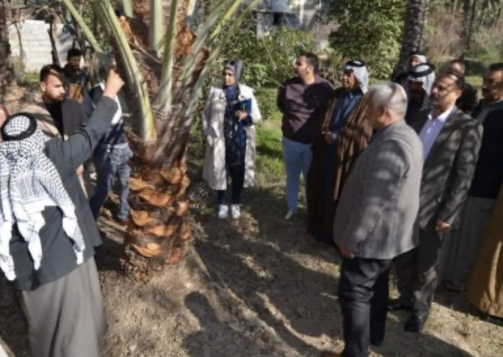 فسائل النخيل